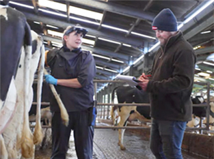 person in cow barn scanning a cow